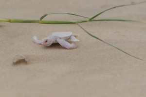 Australija je rođena rijetka kornjača albino Australija je rođena rijetka kornjača albino